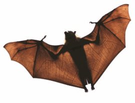 bat flying