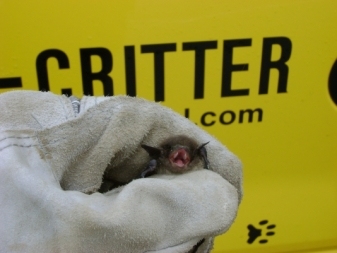 bat being held with a glove