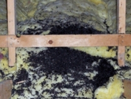bat dropping in attic