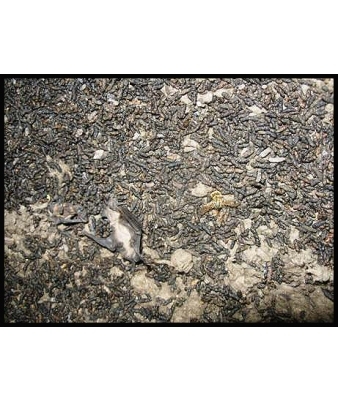 guano in attic insulation