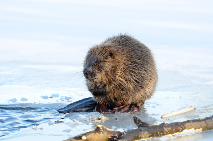 beaver building a dam