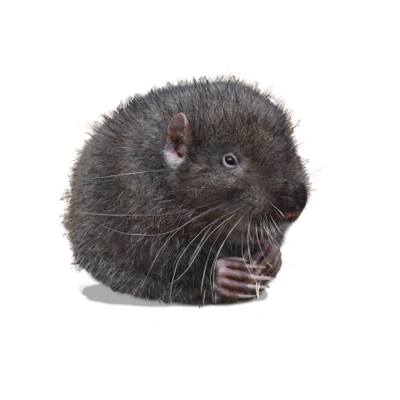 mountain beaver