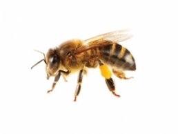maryland bee removal