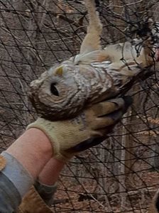 Owl Rescue in Nashville