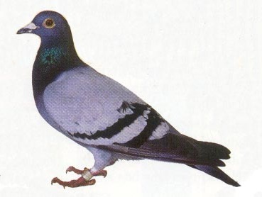 Image of Bird Control