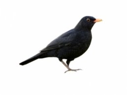 Blackbird Control Tring Removal Service Blackbirds