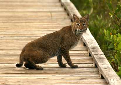bobcat on a bridge