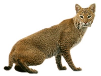 image of bobcat