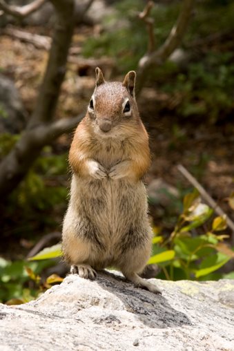 chipmunk in a yard