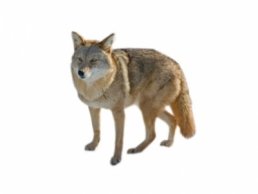 image of Coyote Pictures