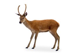 image of Deer Pictures