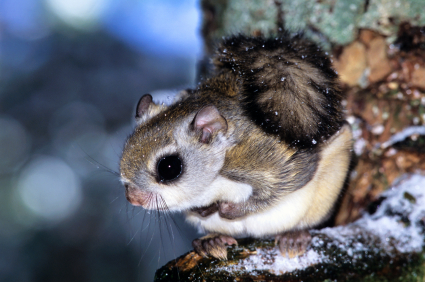 flying squirrel in a tree