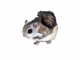 Image of Flying Squirrels
