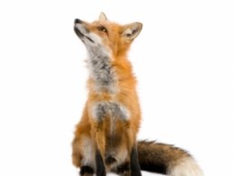 Image of a Fox