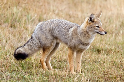 fox in a yard