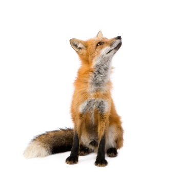 Image of a Fox
