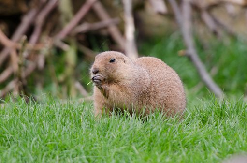 picture of a pocket gopher