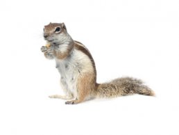 Image of Ground Squirrel Control