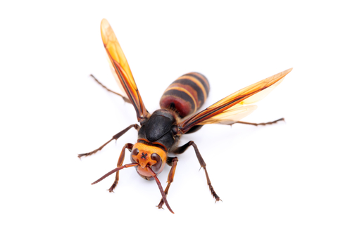 What Does a Hornet Look Like?