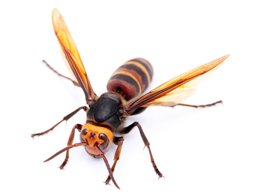 image of Hornet for Identification Purposes