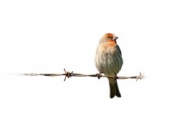 Image of House Finches