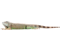 image of iguana