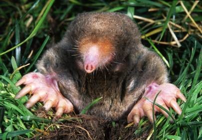 mole in tunnel