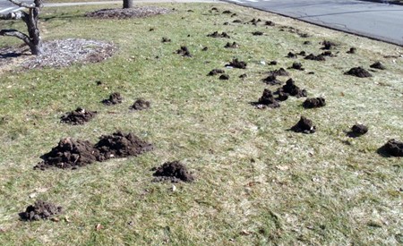 mole damage