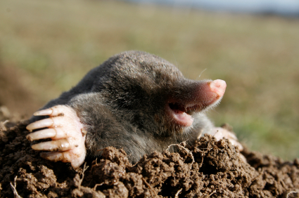 mole diggin burrow
