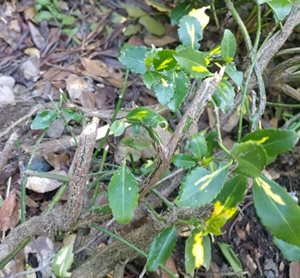 Mountain Beaver Damage to Plant