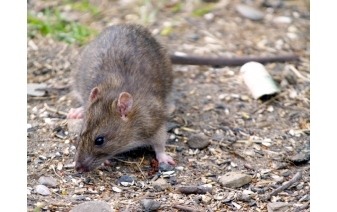 picture of a deer mouse