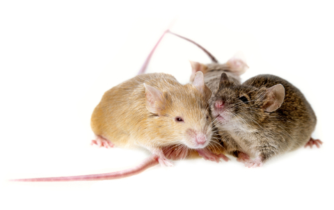 group of mice