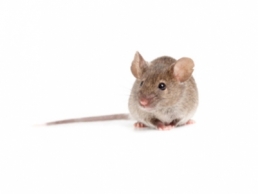 Image of a Mouse