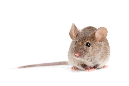 Picture of a Rodent