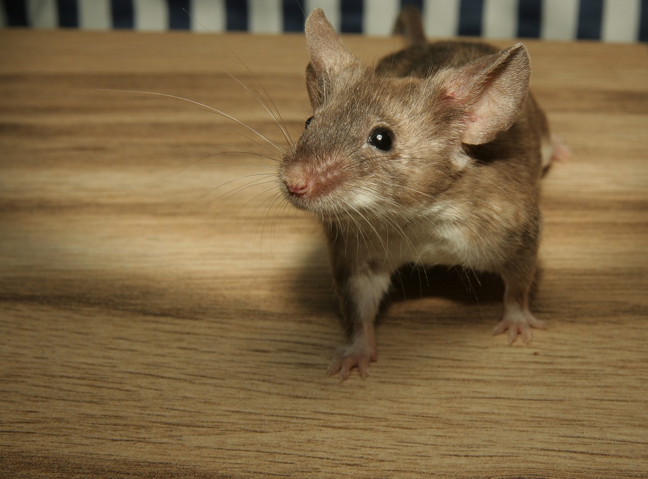 Mouse Sounds: Identification & Pest Control | Critter Control