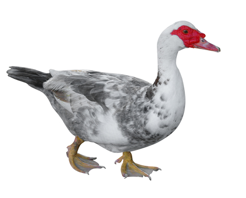 image of muscovy duck
