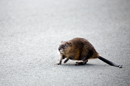 muskrat crossing the road