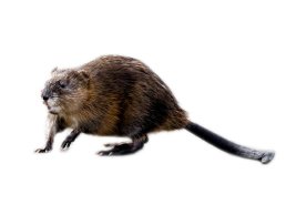 Image of a Muskrat