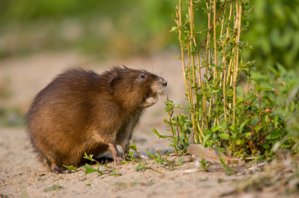 muskrat in yard