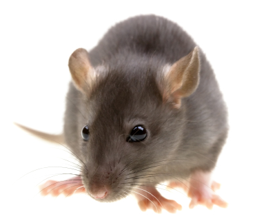 image of norway rat