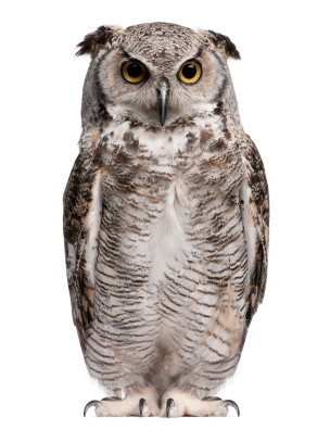 image of an owl