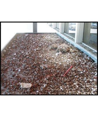 droppings on storefront