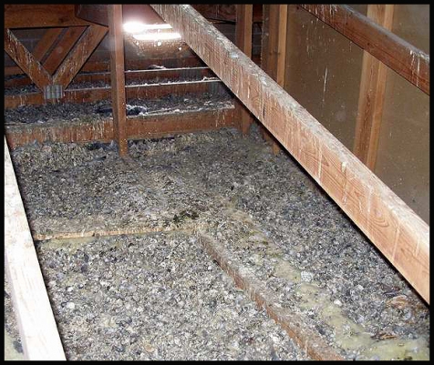 pigeon droppings in attic