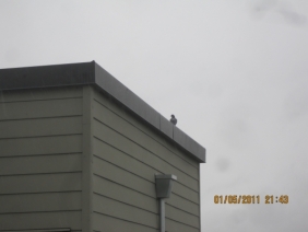 pigeon on chimney