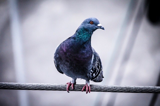 pigeon on a wire