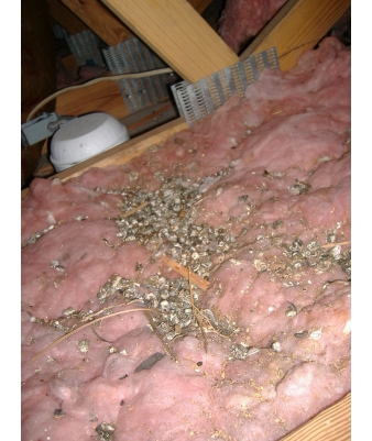 pigeon feces in attic