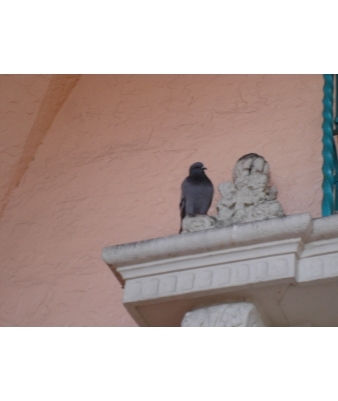 pigeon on a ledge