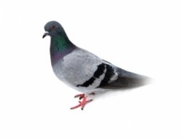 Image of a Pigeon