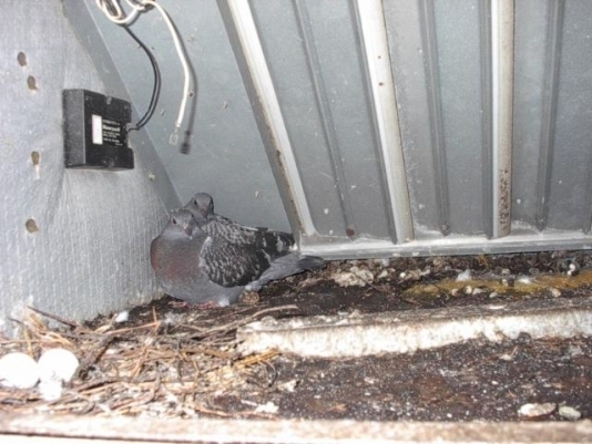 pigeons in hvac system