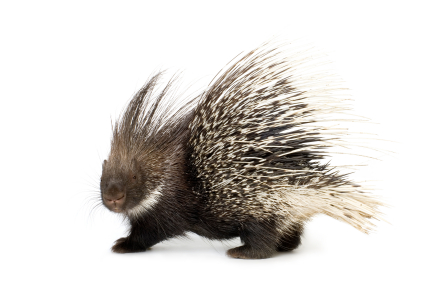 image of porcupine